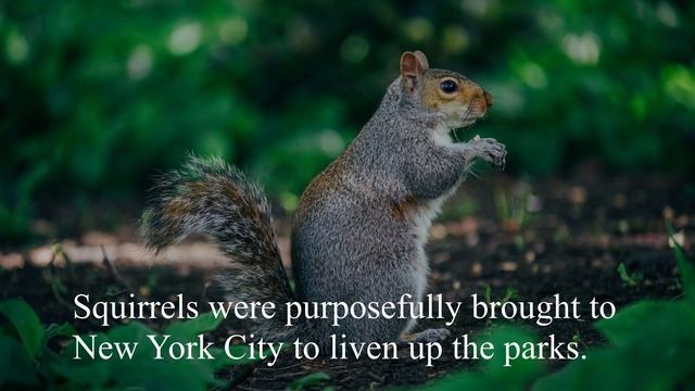 Squirrel sounds at night / Squirrel noises sounds / Squirrel barking / Grey squirrel call смотреть онлайн