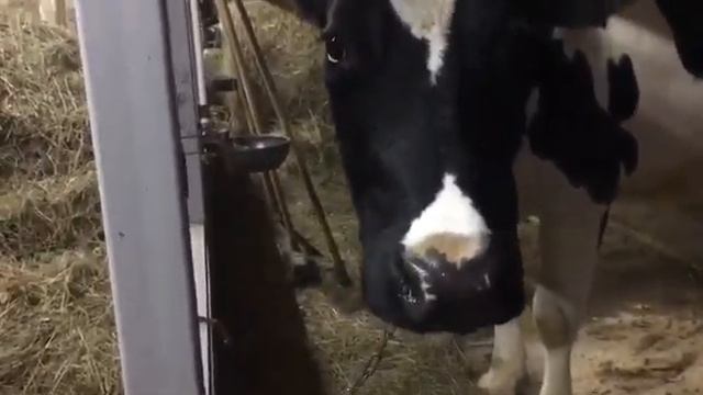 Просто корова жуёт смотреть онлайн