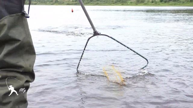 РЫБАЛКА. БЕЛОЕ МОРЕ. ВАРЗУГА 2021. ГОРБУША ПОШЛА. Часть 3. FISHING. THE WHITE SEA. VARZUGA 2021. смотреть онлайн