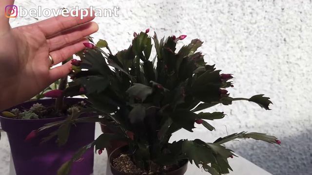 Get your Thanksgiving Cactus to bloom! Learn how to care for this succulent plant and get flowers смотреть онлайн