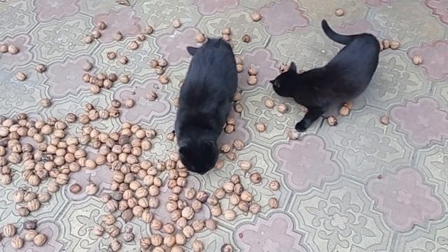 Дом на юге. Сезон грецких орехов. Семейство кошек смотреть онлайн