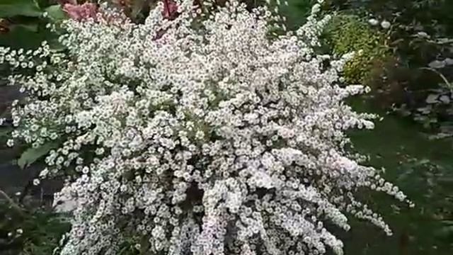 цветочный фонтан из астры вересковидной смотреть онлайн