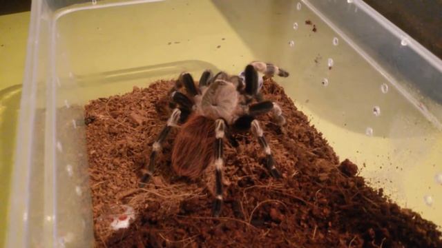 Кормление Nhandu chromatus L10 смотреть онлайн