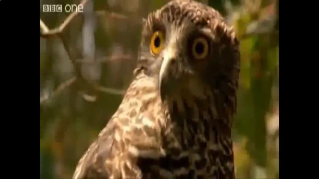 Слон танцует гангам стайл.Ржач!Приколы с животными(HOTLoL) смотреть онлайн