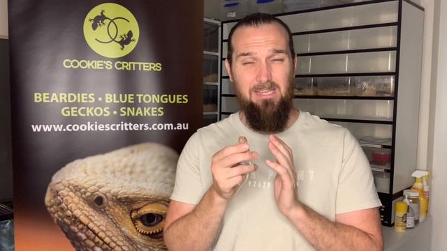My new Bearded Dragon WON'T EAT - What do I do? - Cookies Critters смотреть онлайн