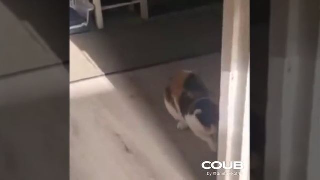 забавные котики - фристайло смотреть онлайн