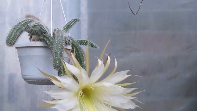 CACTUS: Selenicereus Validus
