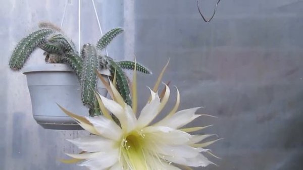 CACTUS: Selenicereus Validus