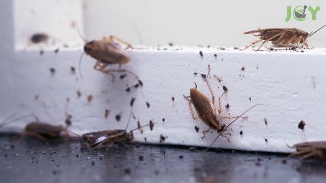Natural Ways to Get Rid of Ants in Your House and Garden смотреть онлайн