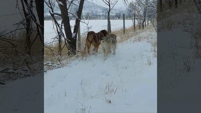 Тобет и тазы национальное достояние казахского народа... смотреть онлайн
