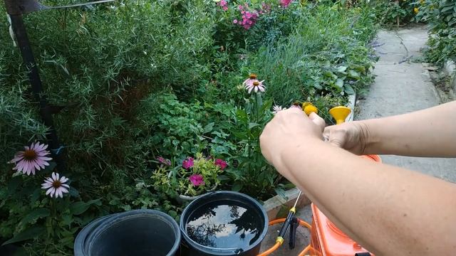 Пероноспороз огурца, как лечить будем. смотреть онлайн