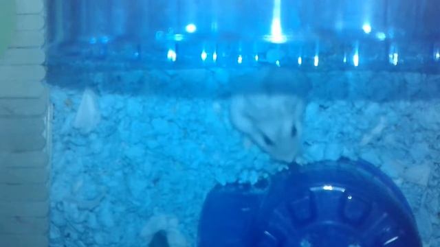 RUN RUN KIWI :D смотреть онлайн
