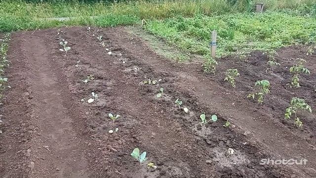 Терпения всем, досмотреть до конца! Все посадки на трёх дачах. Бабушка экскурсовод! смотреть онлайн
