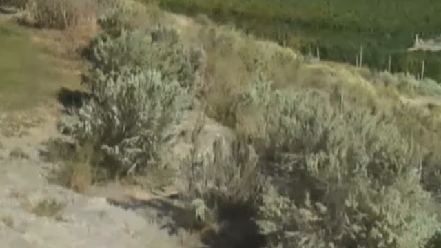 отцветшие кустики барбариса смотреть онлайн