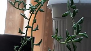 Крестовник.Сенецио.Дельфинчики.13.07.2022.