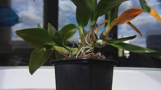 Dendrobium Hibiki/Дендробиум хибики - ошибки ухода смотреть онлайн