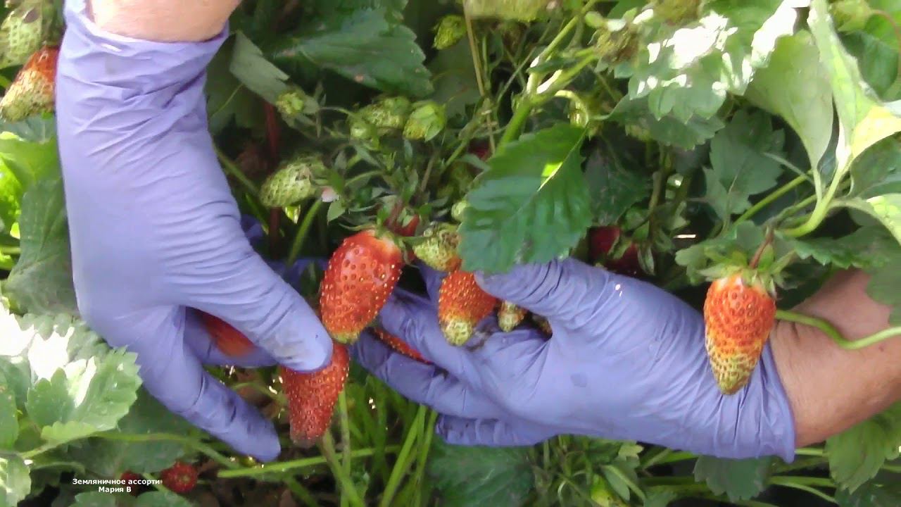 ЗЕМКЛУНИКА КУПЧИХА ПЯТЫЙ ГОД ПЛОДОНОШЕНИЯ ЗАЩИЩАЮ ОТ ГРЯЗИ И ОТ ПТИЦ смотреть онлайн