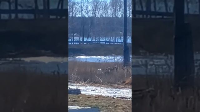 Половодье. Большая вода подступает к деревне! 11 марта 2023 года. Саратовская область смотреть онлайн