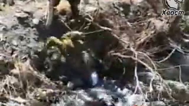 Офицеры Границы