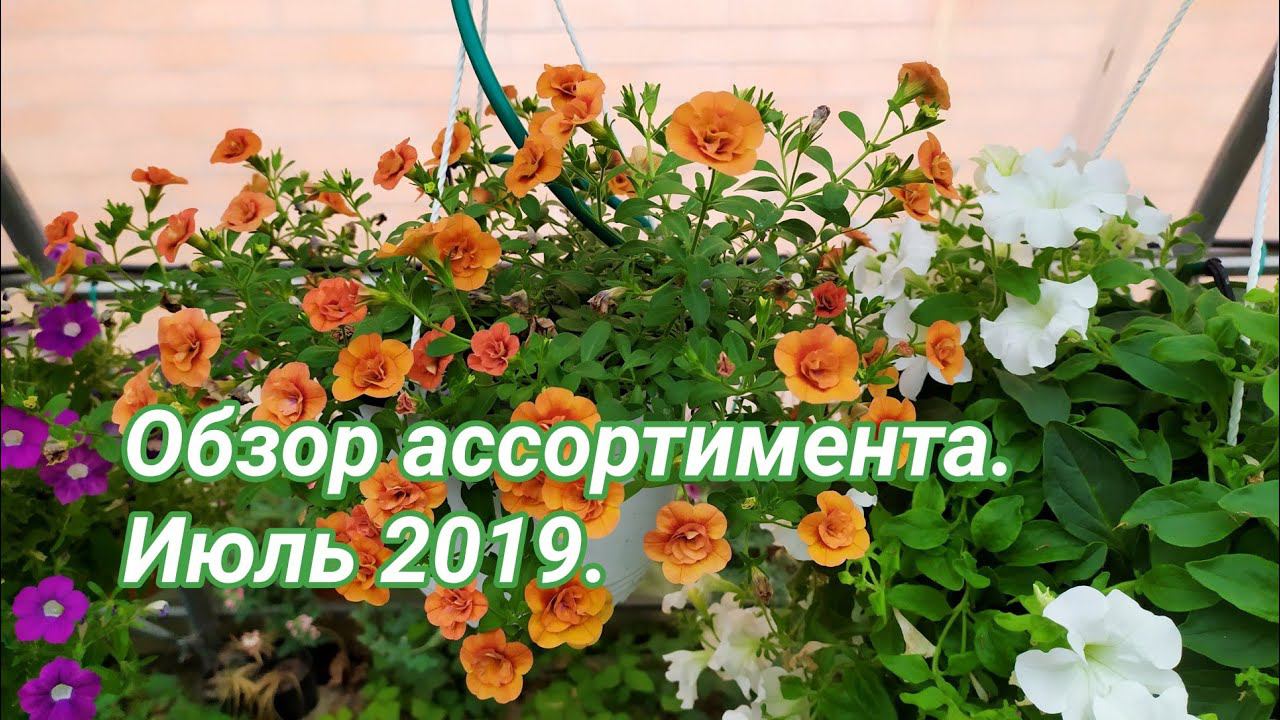 Обзор и цены. Июль 2019. смотреть онлайн