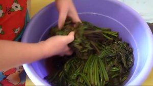 Папоротник «Орляк» засолка. Fern «Orlyak» salting.