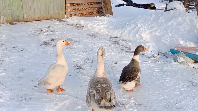 12 декабря 2022 г. смотреть онлайн