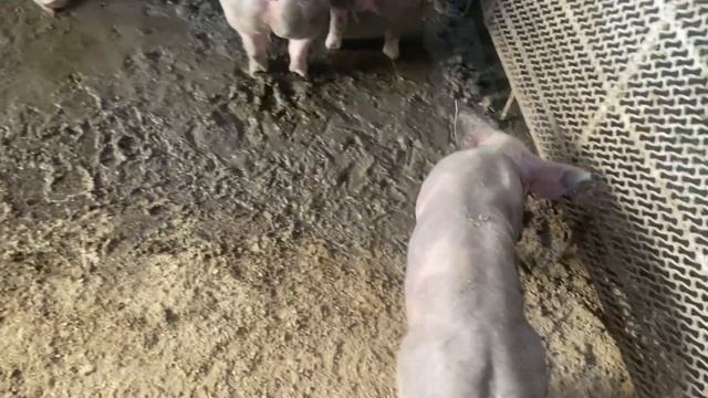 Пьетрены которые сидели на микс-Лайне ) провал года ) смотреть онлайн