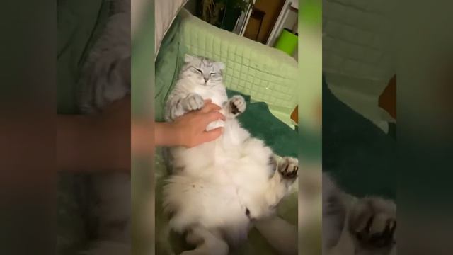 Мой тигр смотреть онлайн