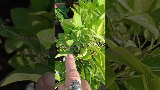 Видеохроника. Яблонька 4 года "Черный принц " и груша колоновидная 3 года. Первые плоды. 19.07.2022 смотреть онлайн