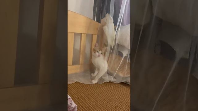 Попытка нападения провалена😅 смотреть онлайн