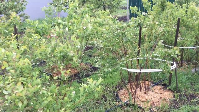 ШОК погода! ГОЛУБИКА! Можем остаться без урожая!!! смотреть онлайн