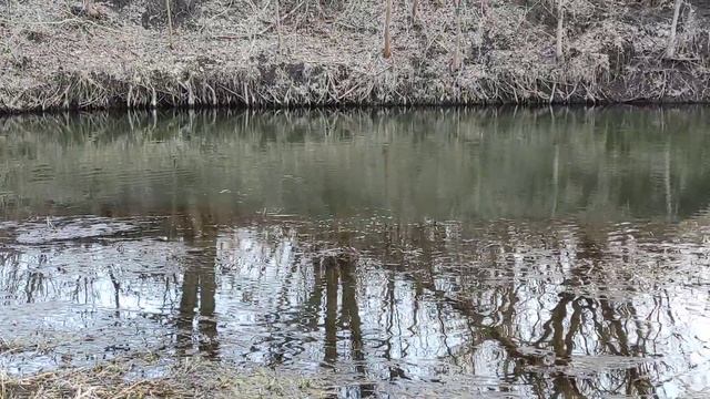 Уникальные кадры! Нерест щуки. 1 апреля 2021г. смотреть онлайн