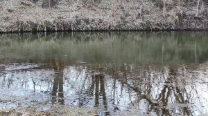 Уникальные кадры! Нерест щуки. 1 апреля 2021г.