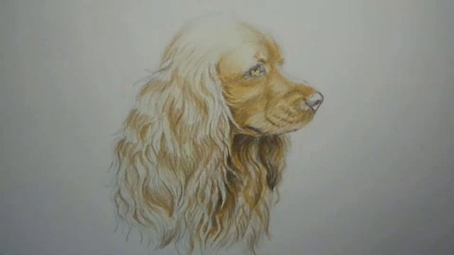 Drawing Cocker Spaniel смотреть онлайн