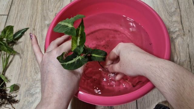 Z Ziemi Do Hydroponiki - Syngonium Wendlandii / Co Ja Paczam W LeroyMerlin