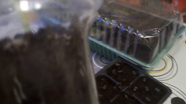 На Даче у Агафьи НАЧЛО СЕЗОНА 2018 РАССАДА ЗЕМЛЯНИКИ ПЕТУНЬИ ЛОБЕЛИИ смотреть онлайн