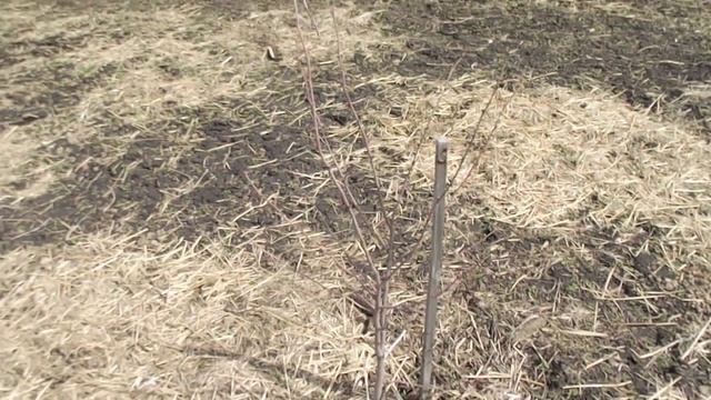 Выращивание фундука. Как цветет фундук. Сорта фундука: Варшавский красный, косфорд.