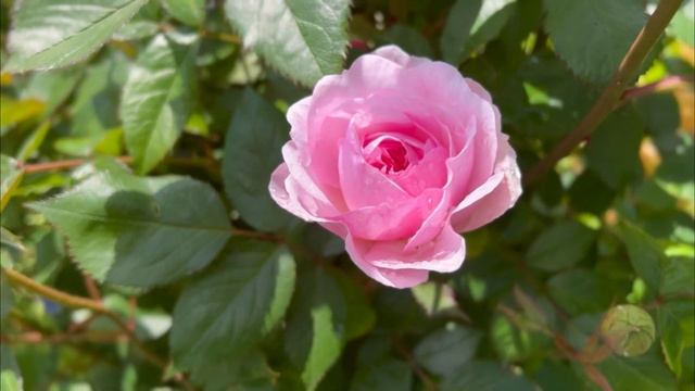 First Rose Bloom of 2023 in my English Rose Garden - Olivia Rose Austin by David Austin Roses смотреть онлайн