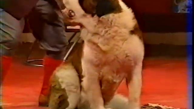 16 Фестиваль в Монте Карло. 16 Festival Du Cirque De MonteCarlo