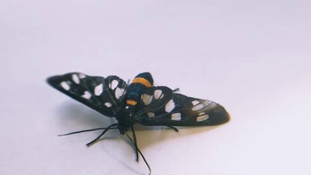 У нас в гостях лжепестрянка обыкновенная смотреть онлайн