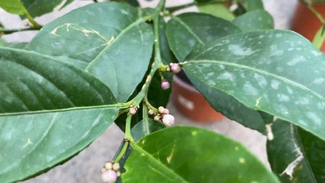 Лиметта ди Рангпур, обзор смотреть онлайн