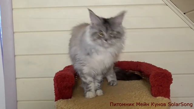 Кошка Мейн Dzhesika SolarSong, черепаха чёрная на серебре. 4 месяца. Свободна! смотреть онлайн