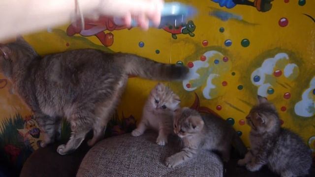 Котята окраса золотая шиншилла смотреть онлайн