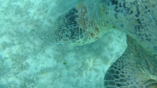 Черепахи и скаты Марса Мубарак, Марса Алам, Египет. Turtles And Rays Of Marsa Mubarak