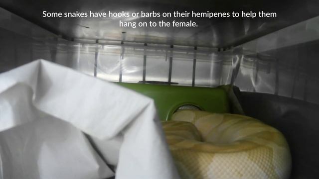 How Do Snakes Mate? смотреть онлайн