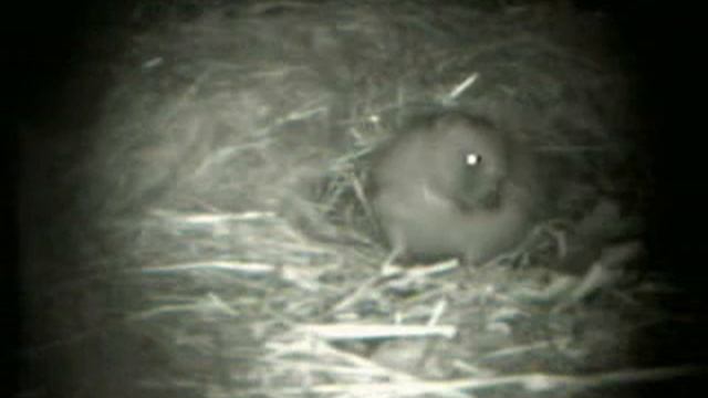 erinaceus niu ES смотреть онлайн