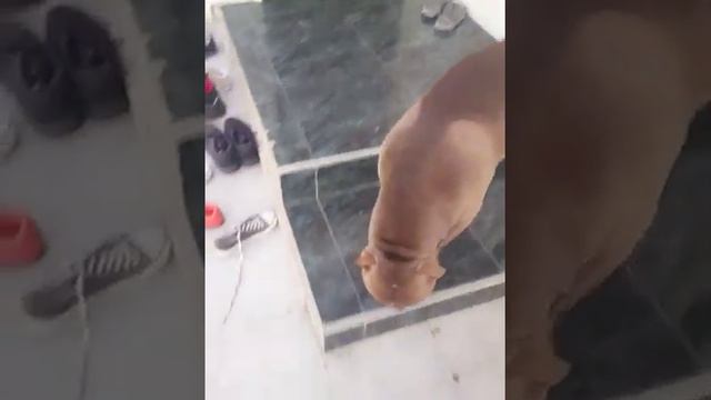 Питбуль провинился смотреть онлайн