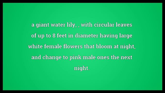 Amazon lily Meaning смотреть онлайн