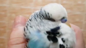 МОЙ ПОПУГАЙ УМИРАЕТ (((