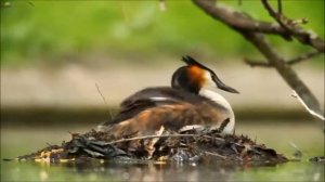 Коран на фоне природы